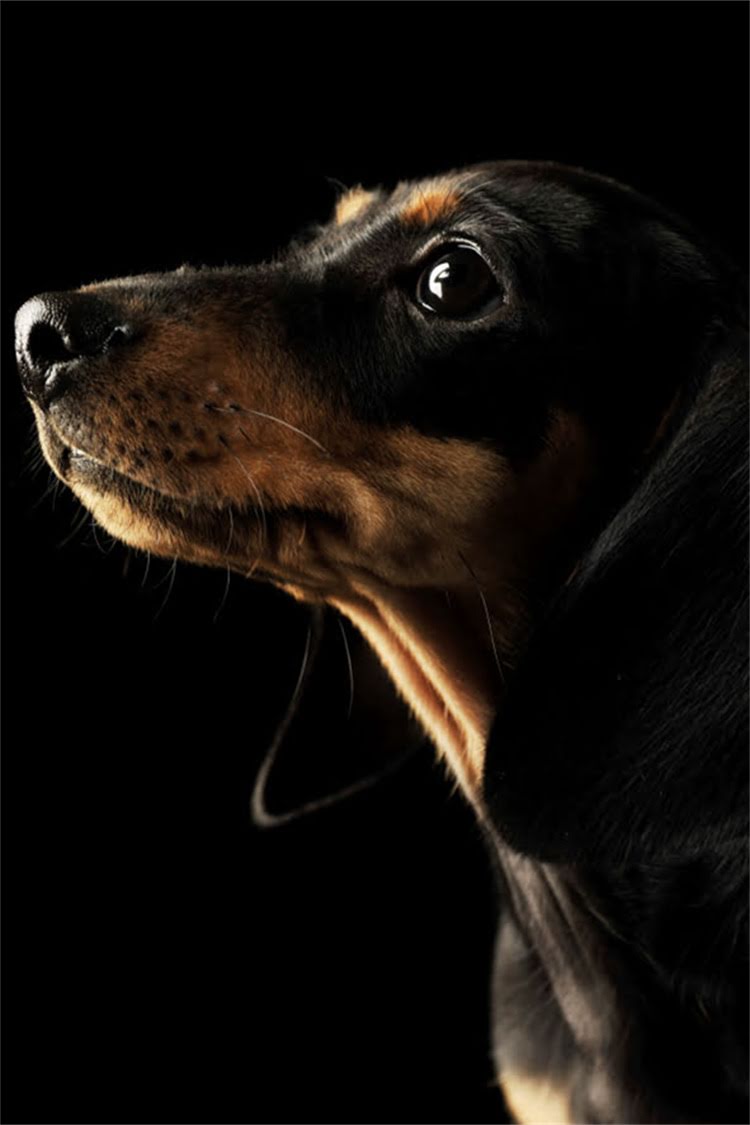 图片 比熊犬饲养全攻略：10大注意事项与养护技巧2.jpg