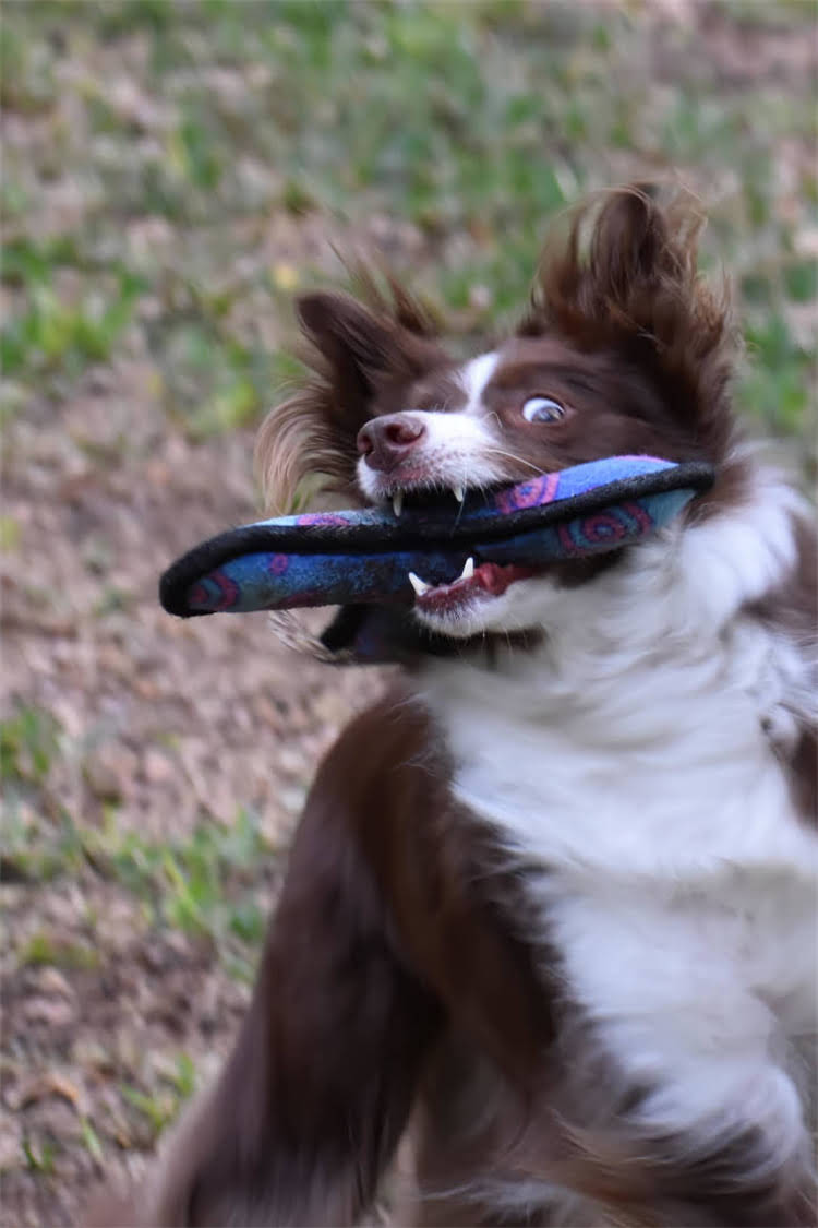 图片 比熊美容项目有哪些？新手必看保姆级指南✨附福利！2.jpg