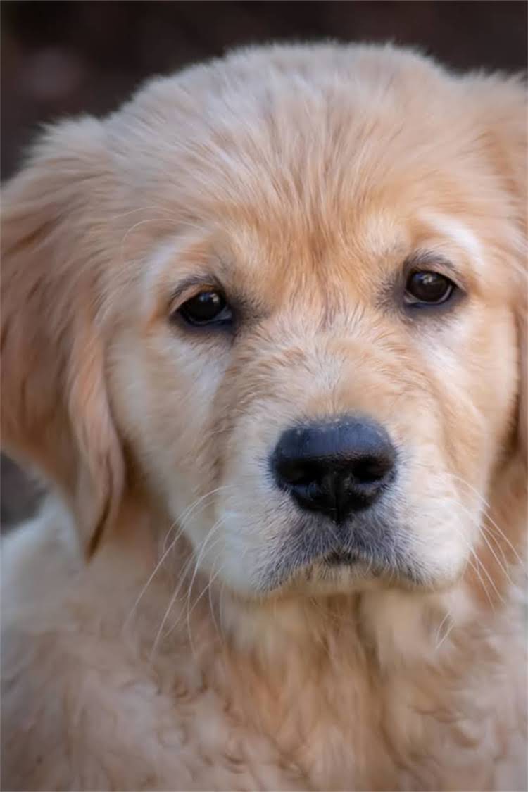 图片 比特犬纯种颜色全：品种标准、颜色分类及饲养指南.jpg