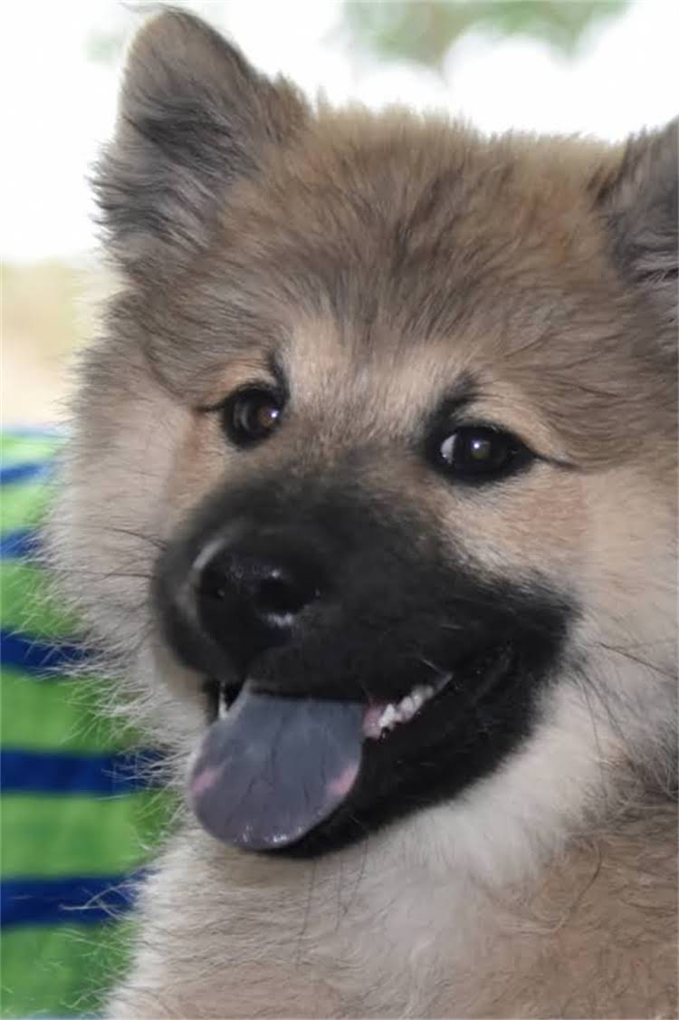 图片 比特犬训练期间科学用药与健康管理全指南1.jpg