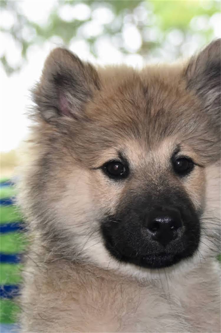 图片 比特犬训练期间科学用药与健康管理全指南2.jpg