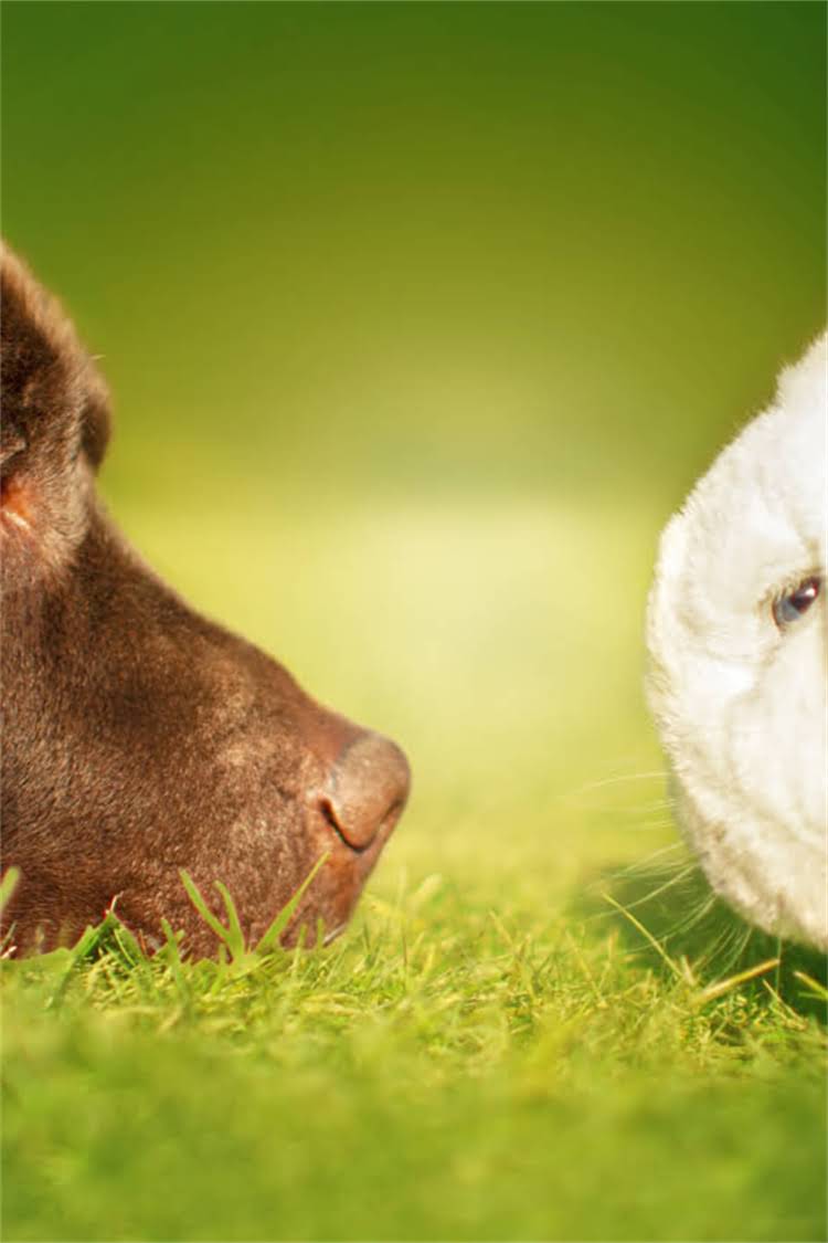 图片 比瑞吉六种鱼猫粮怎么样？最新评测及选购指南（附成分与真实用户反馈）2.jpg