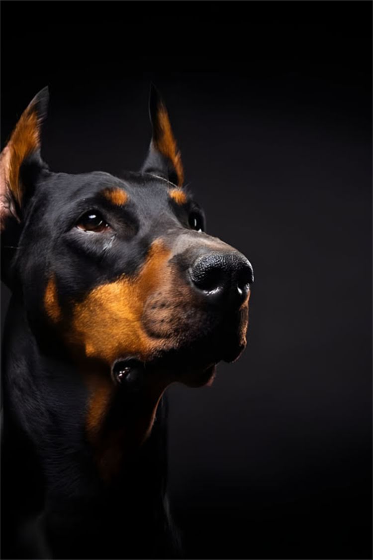 图片 比瑞吉泌尿道猫粮哪个好？科学配方与选购指南，守护猫咪健康泌尿系统.jpg