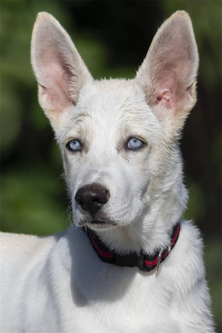 图片 比瑞吉泌尿道猫粮哪个好？科学配方与选购指南，守护猫咪健康泌尿系统1.jpg