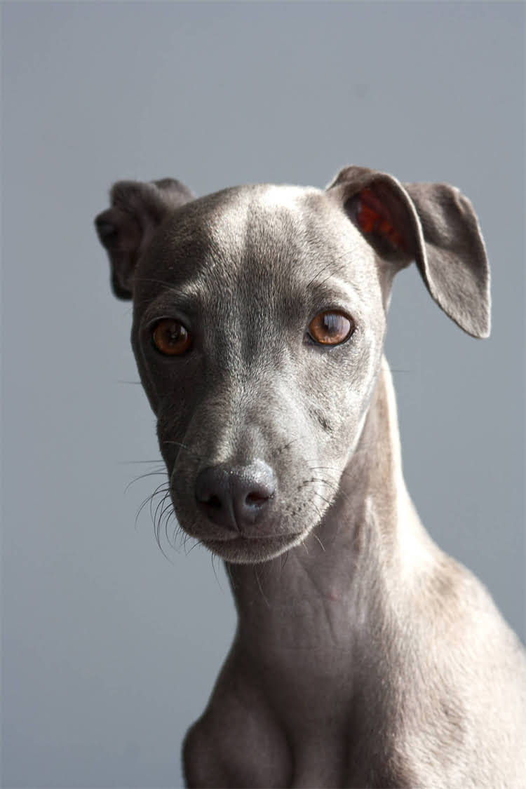 图片 比瑞吉狗粮是否适合法斗犬？深度成分、适口性及饲养建议2.jpg