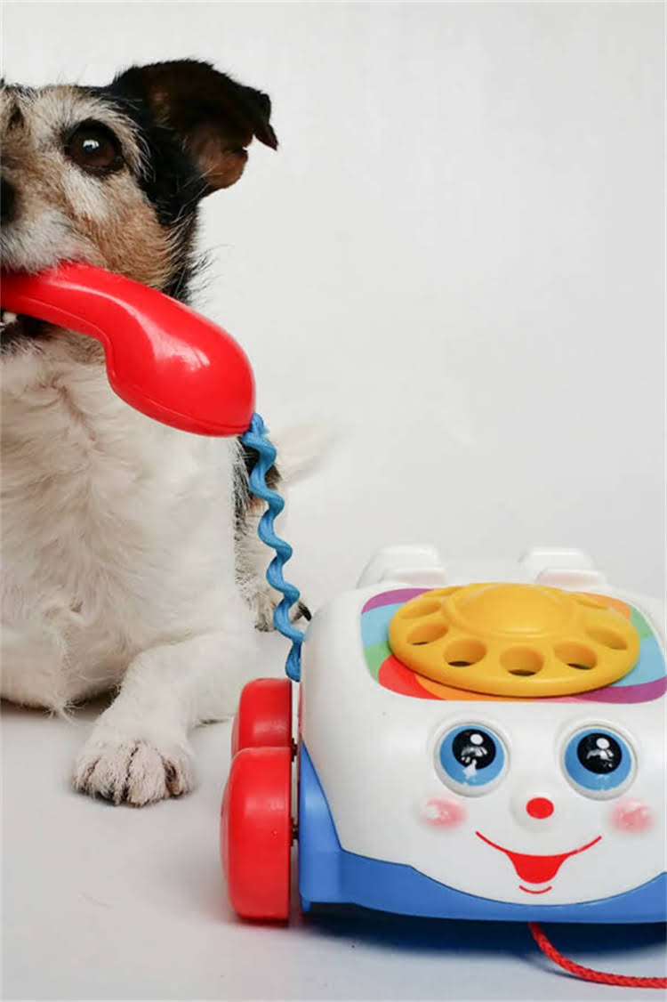 图片 比瑞吉猫糕狗粮真实测评：成分、口感与性价比全面.jpg