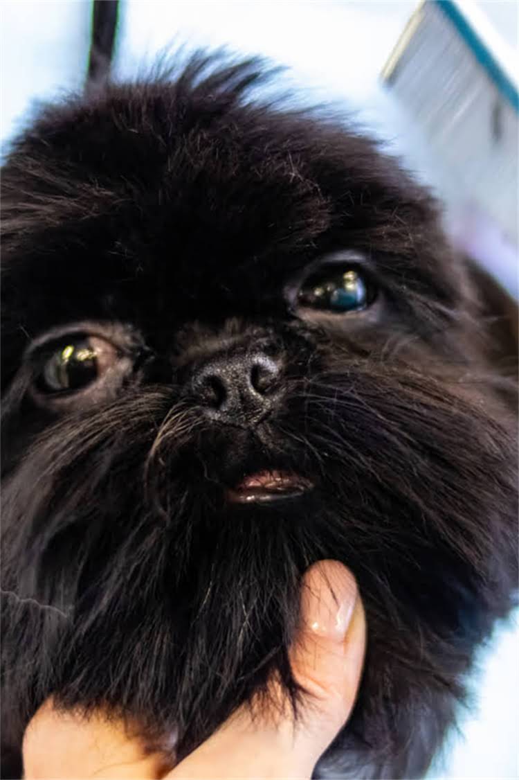 图片 比瑞吉肠胃调理猫粮黄金配方：科学改善软便腹泻的三大核心技术（：比瑞吉调理肠道猫粮）.jpg