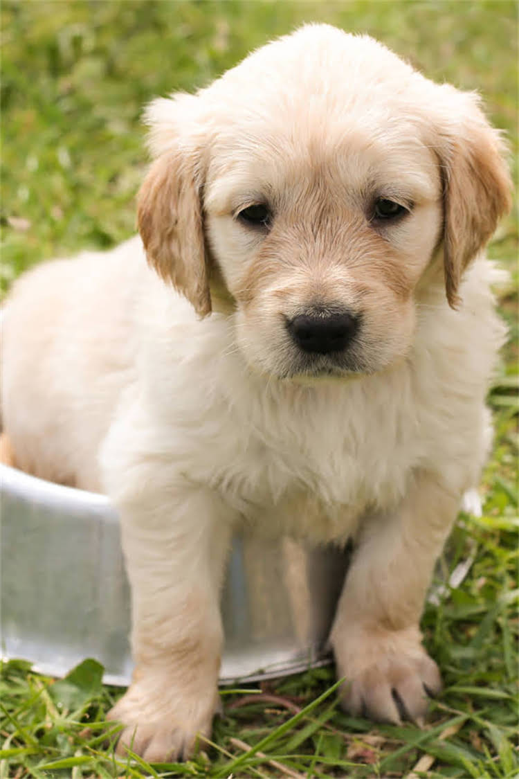 图片 江西专业狗狗训练学校推荐｜10大机构课程对比+科学训练指南（附最新排名）1.jpg