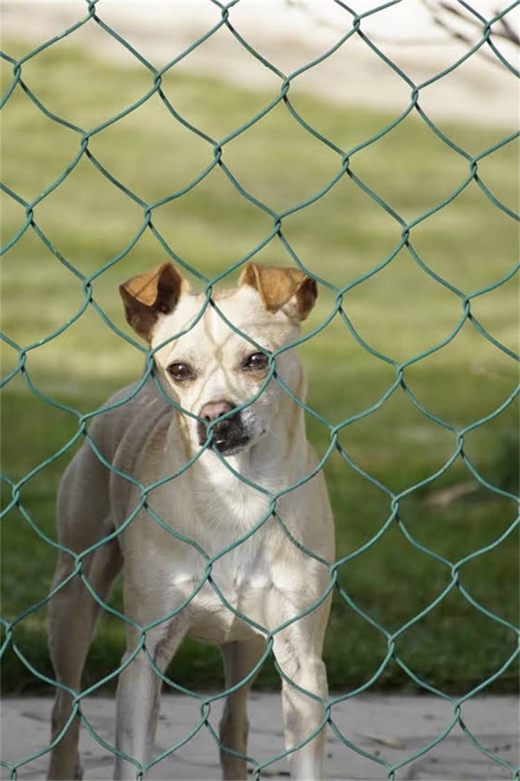 图片 汤恩贝猫粮怎么样？真实测评报告：成分、口感、价格全1.jpg