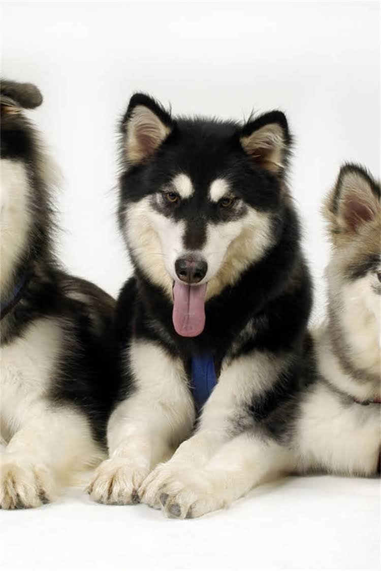 图片 沈阳优质德国牧羊犬幼犬多少钱？锤系德牧58元只价格透明全1.jpg
