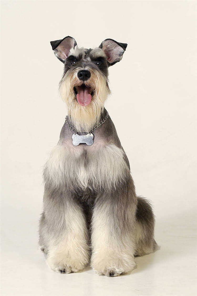 图片 沈阳阿拉斯加禁养令全面：政策原因+养犬人应对指南1.jpg