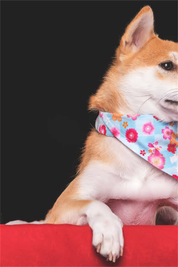 图片 沧州吉娃娃价格全：多少钱能买？品种特性与饲养指南.jpg