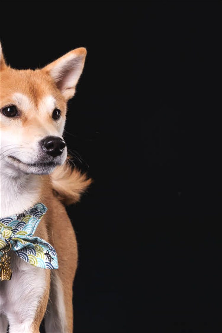 图片 沧州吉娃娃价格全：多少钱能买？品种特性与饲养指南2.jpg