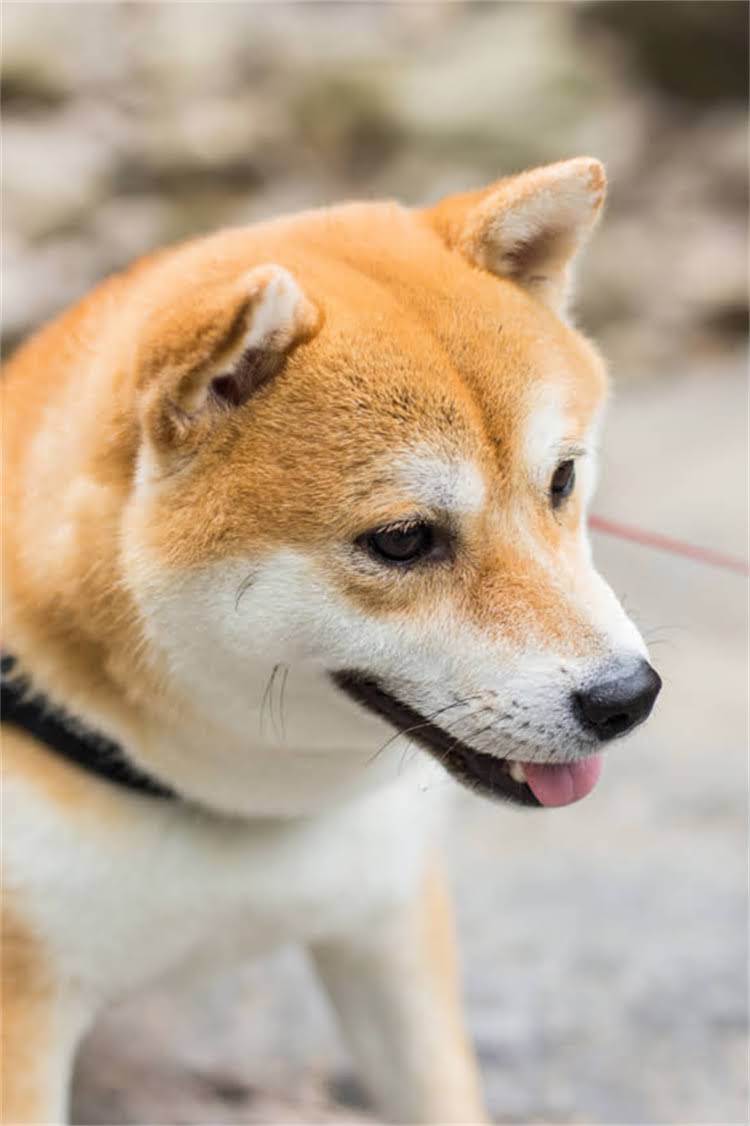 图片 河南柯基犬幼犬价格多少钱一只？柯基犬价格表+饲养指南.jpg