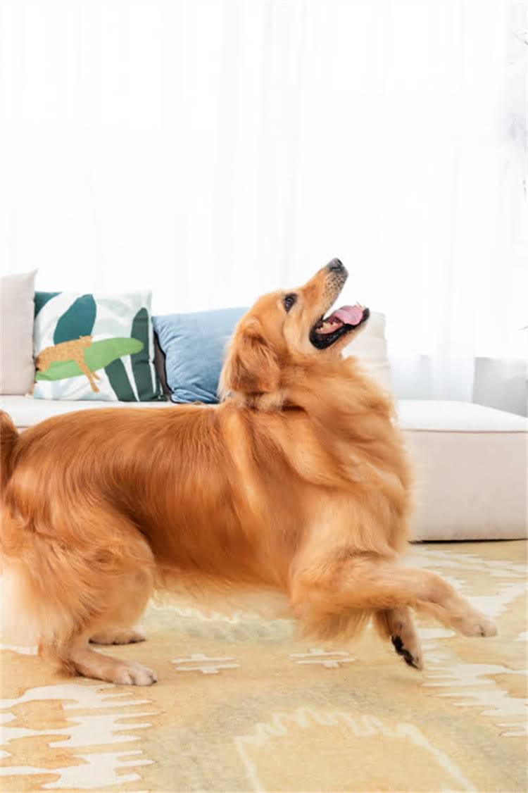 图片 河南鹤壁长毛德牧核心产区养殖攻略：品种特性、选购技巧与市场前景全.jpg