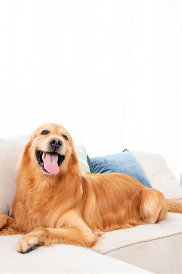 图片 河南鹤壁长毛德牧核心产区养殖攻略：品种特性、选购技巧与市场前景全1.jpg