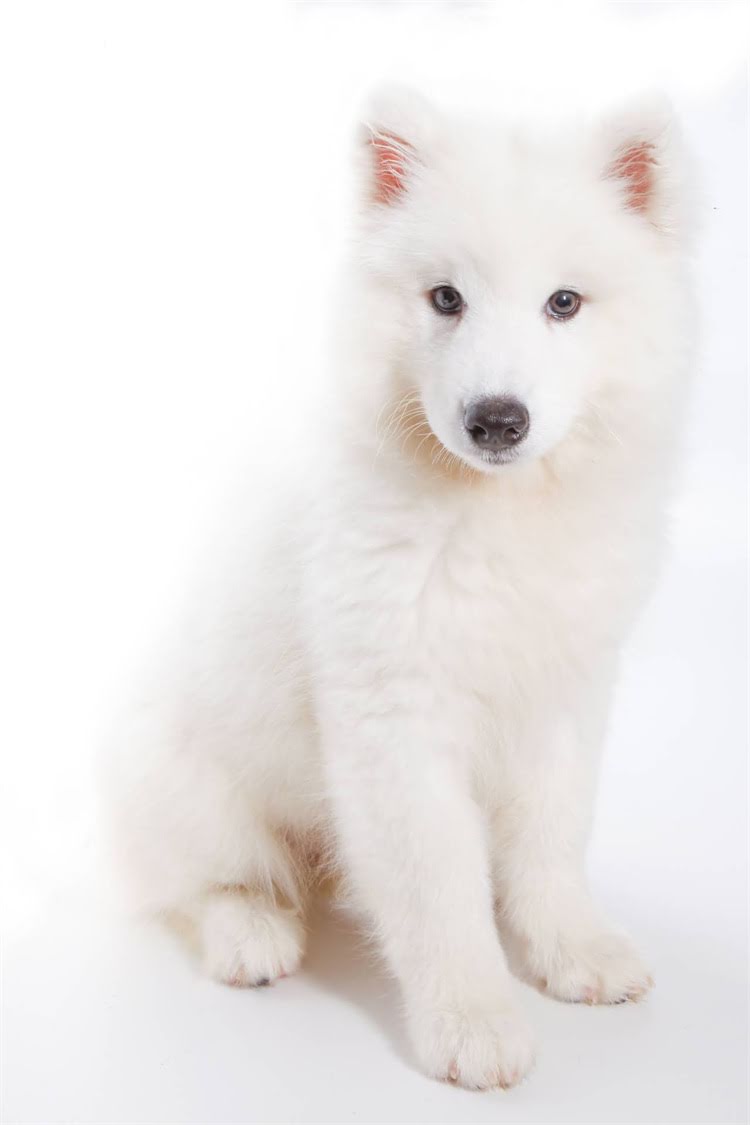 图片 河南鹤壁长毛德牧核心产区养殖攻略：品种特性、选购技巧与市场前景全2.jpg