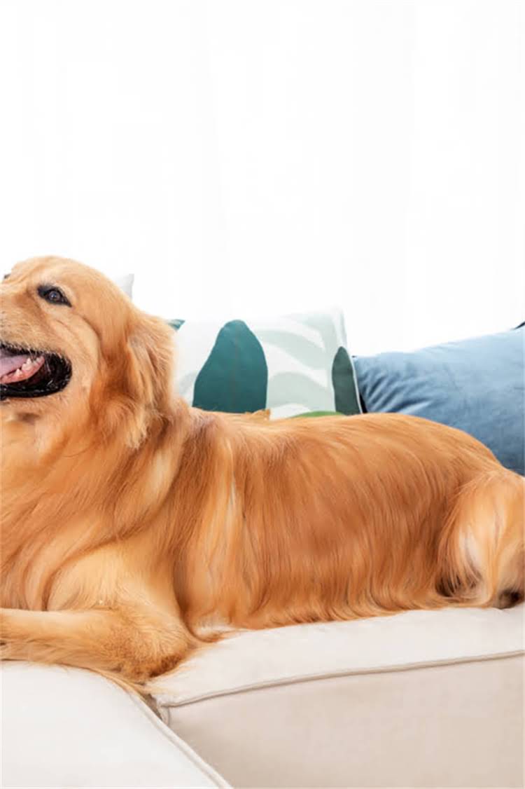 图片 泌尿道处方猫粮推荐：如何科学选择与使用全指南.jpg