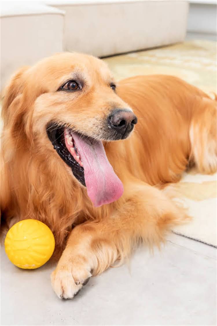 图片 泌尿道处方猫粮推荐：如何科学选择与使用全指南1.jpg