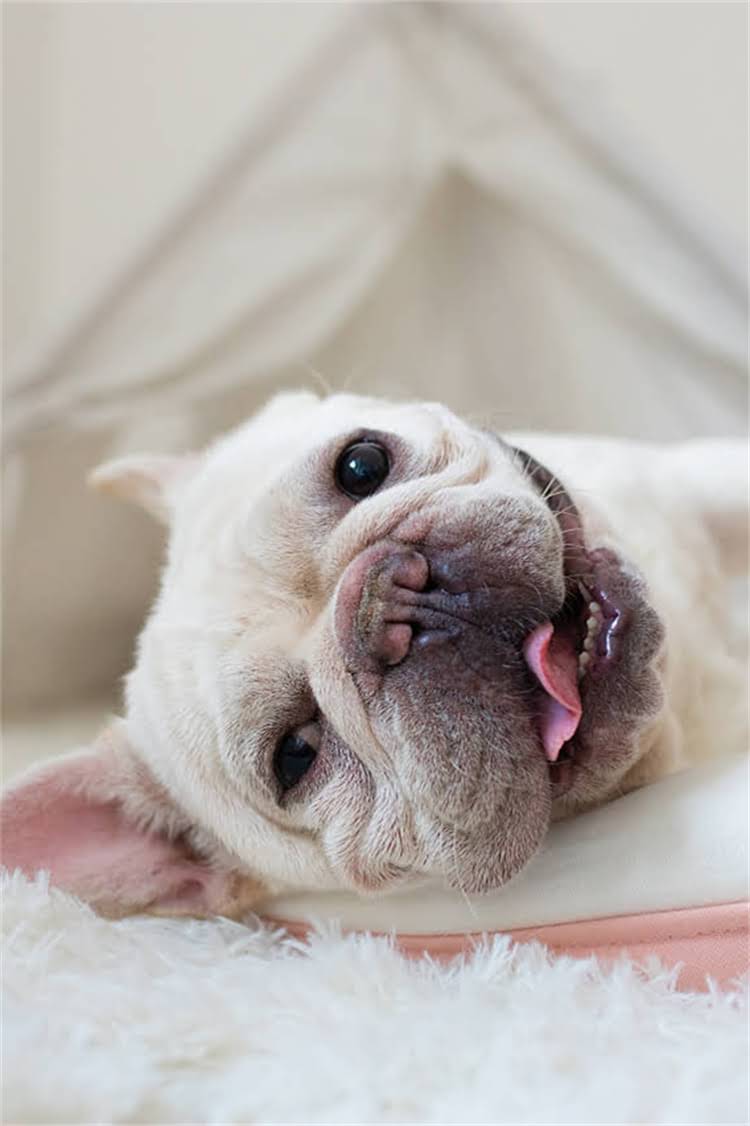 图片 法国斗牛犬VS哈士奇：全面对比五大核心差异及饲养指南.jpg