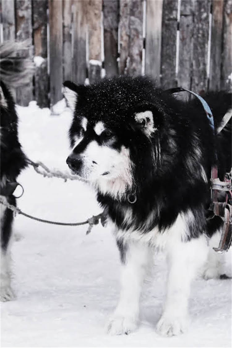 图片 法国斗牛犬VS哈士奇：全面对比五大核心差异及饲养指南1.jpg