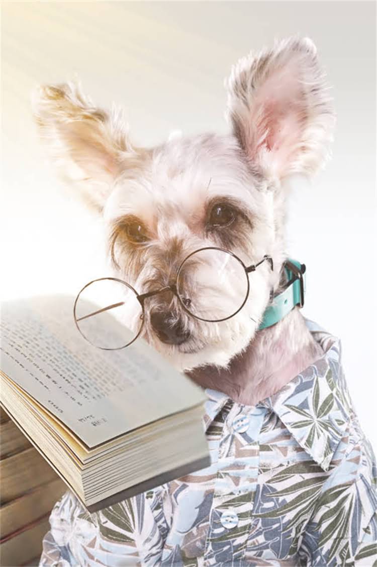 图片 法国斗牛犬VS哈士奇：全面对比五大核心差异及饲养指南2.jpg