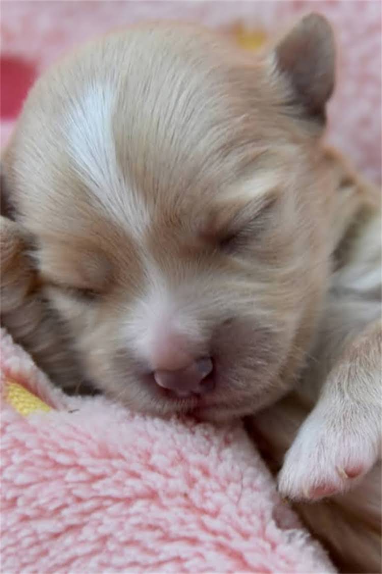 图片 法国斗牛犬养护全攻略｜纯种成年犬选购要点与日常照护指南1.jpg