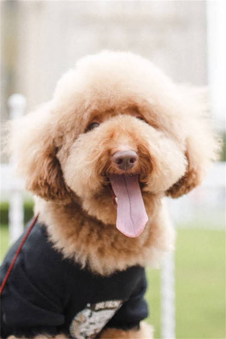 图片 法国斗牛犬成年期狗粮选择全攻略：吃多少？怎么选？附避坑指南！.jpg