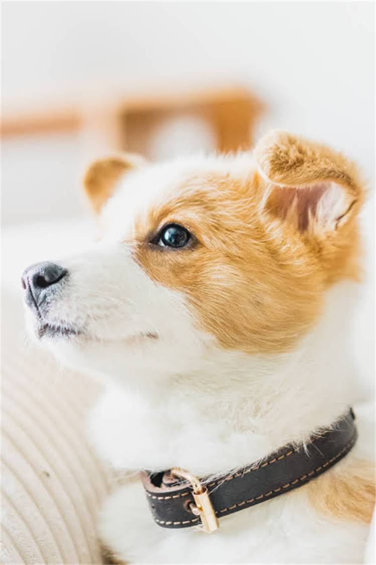 图片 法国斗牛犬成年期狗粮选择全攻略：吃多少？怎么选？附避坑指南！1.jpg