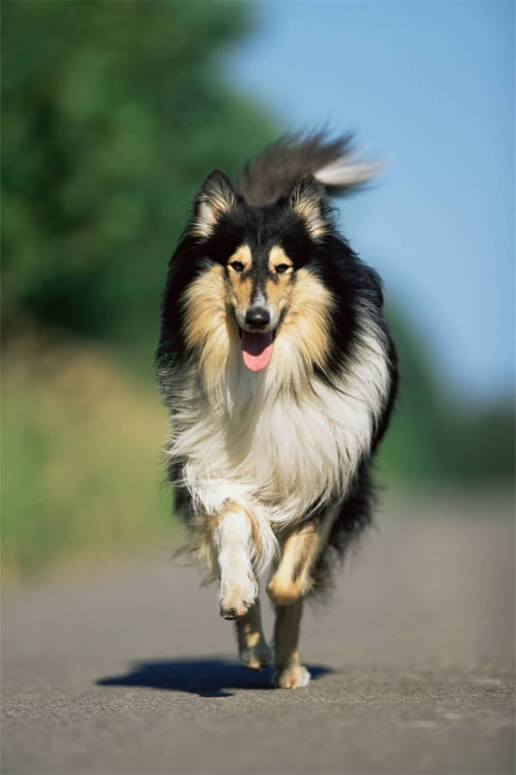 图片 法国斗牛犬纯种认证全攻略：5步快速鉴别法斗血统与品质.jpg