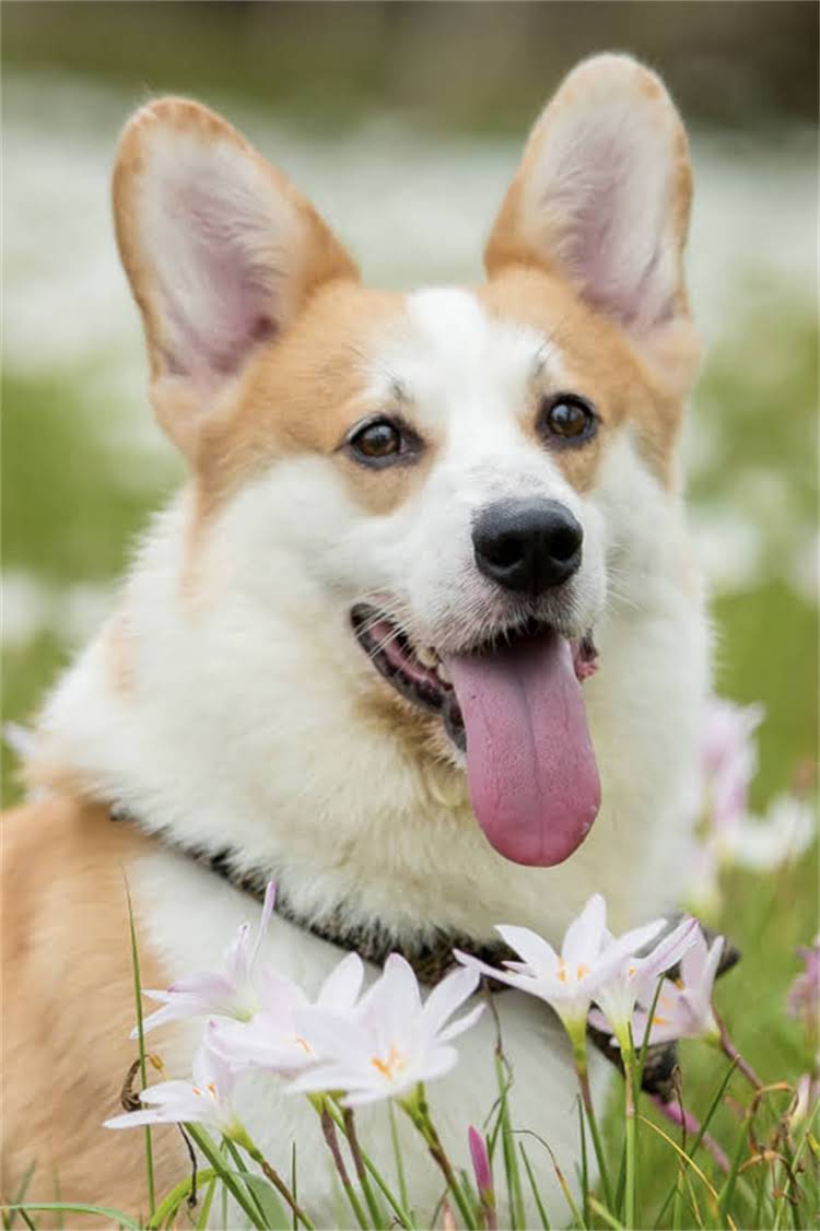 图片 法国斗牛犬纯种认证全攻略：5步快速鉴别法斗血统与品质1.jpg