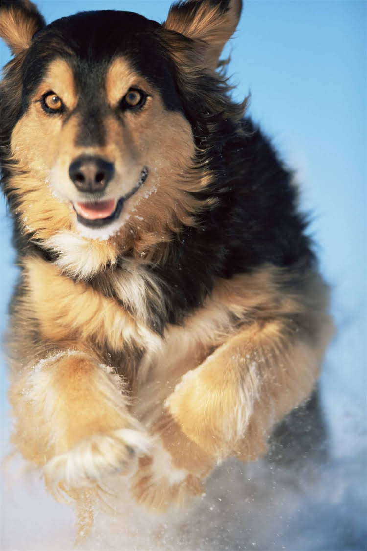 图片 法国斗牛犬纯种认证全攻略：5步快速鉴别法斗血统与品质2.jpg