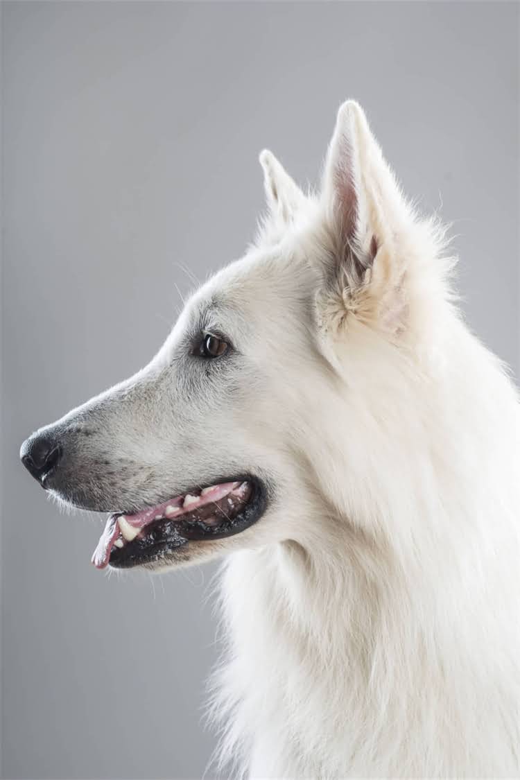 图片 法斗牛犬四个月大该用泡软狗粮吗？幼犬科学喂养全攻略（附配方与注意事项）.jpg