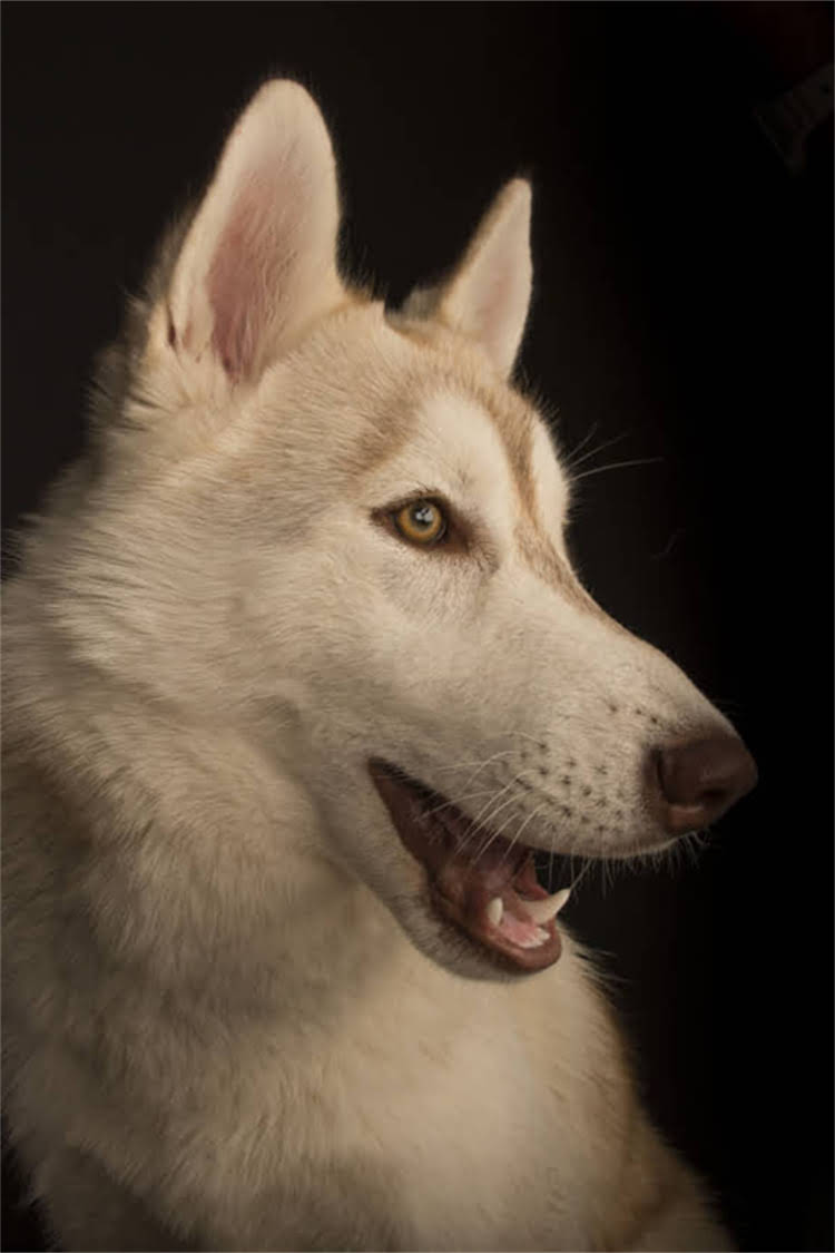 图片 法斗牛犬四个月大该用泡软狗粮吗？幼犬科学喂养全攻略（附配方与注意事项）1.jpg