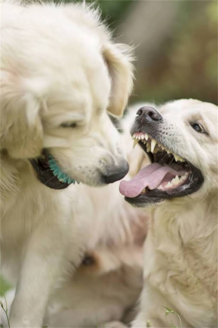 图片 法斗牛犬四个月大该用泡软狗粮吗？幼犬科学喂养全攻略（附配方与注意事项）2.jpg