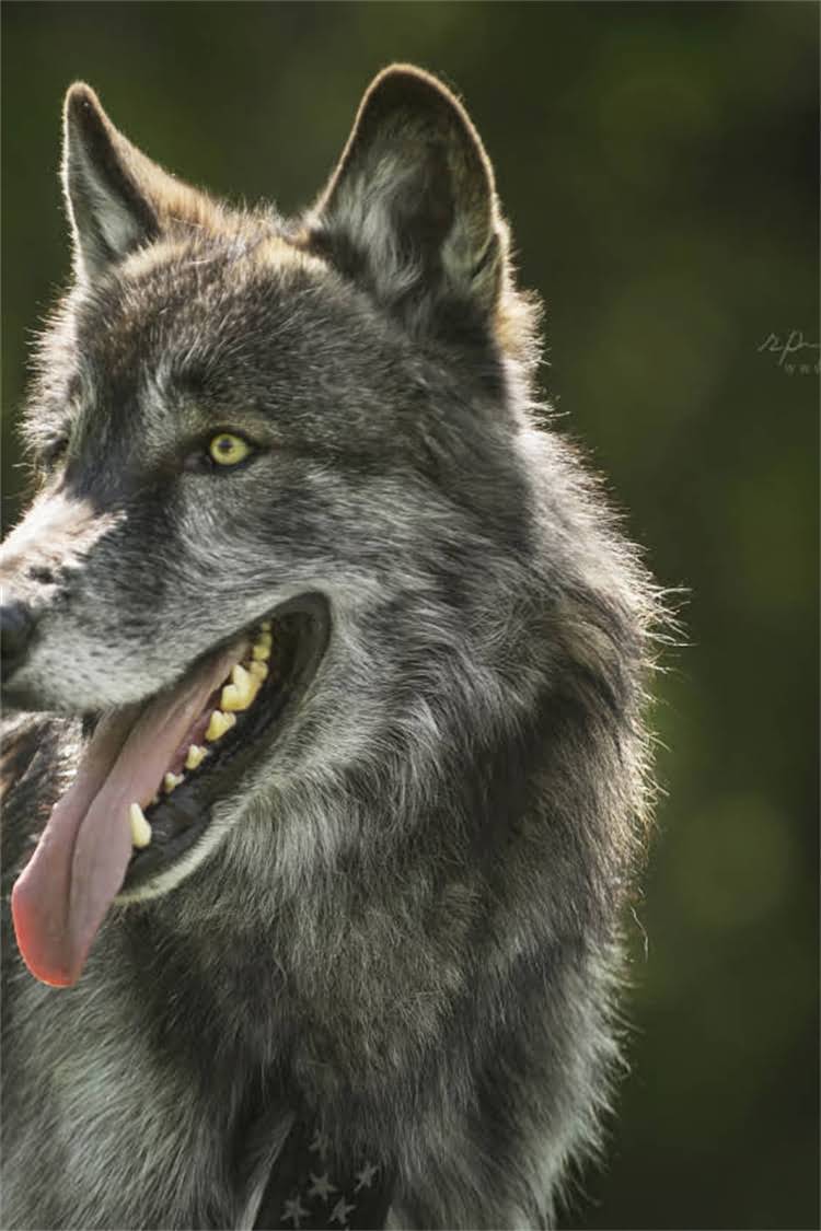 图片 波斯猫专用猫粮推荐：科学喂养指南与选购技巧2.jpg