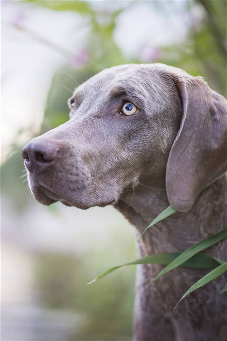 图片 泰国皇室猫粮配方！高端猫粮的5大核心成分+选购指南（附敏感肌猫咪适用清单）.jpg