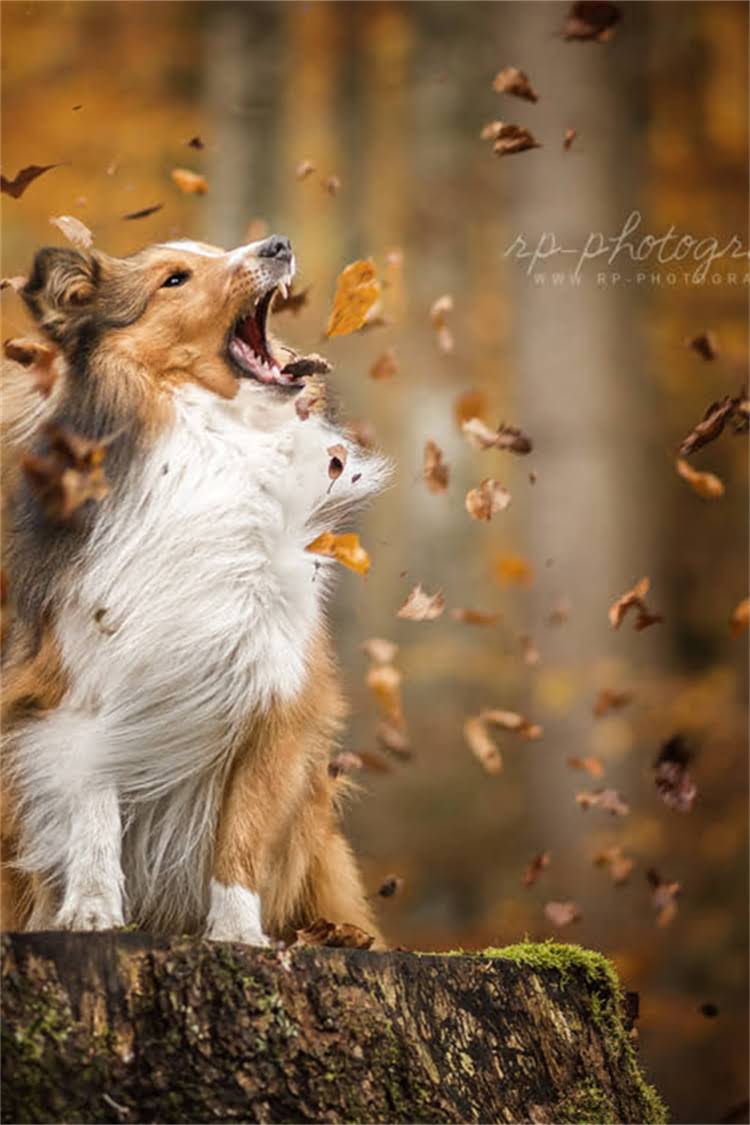 图片 泰国皇室猫粮配方！高端猫粮的5大核心成分+选购指南（附敏感肌猫咪适用清单）1.jpg