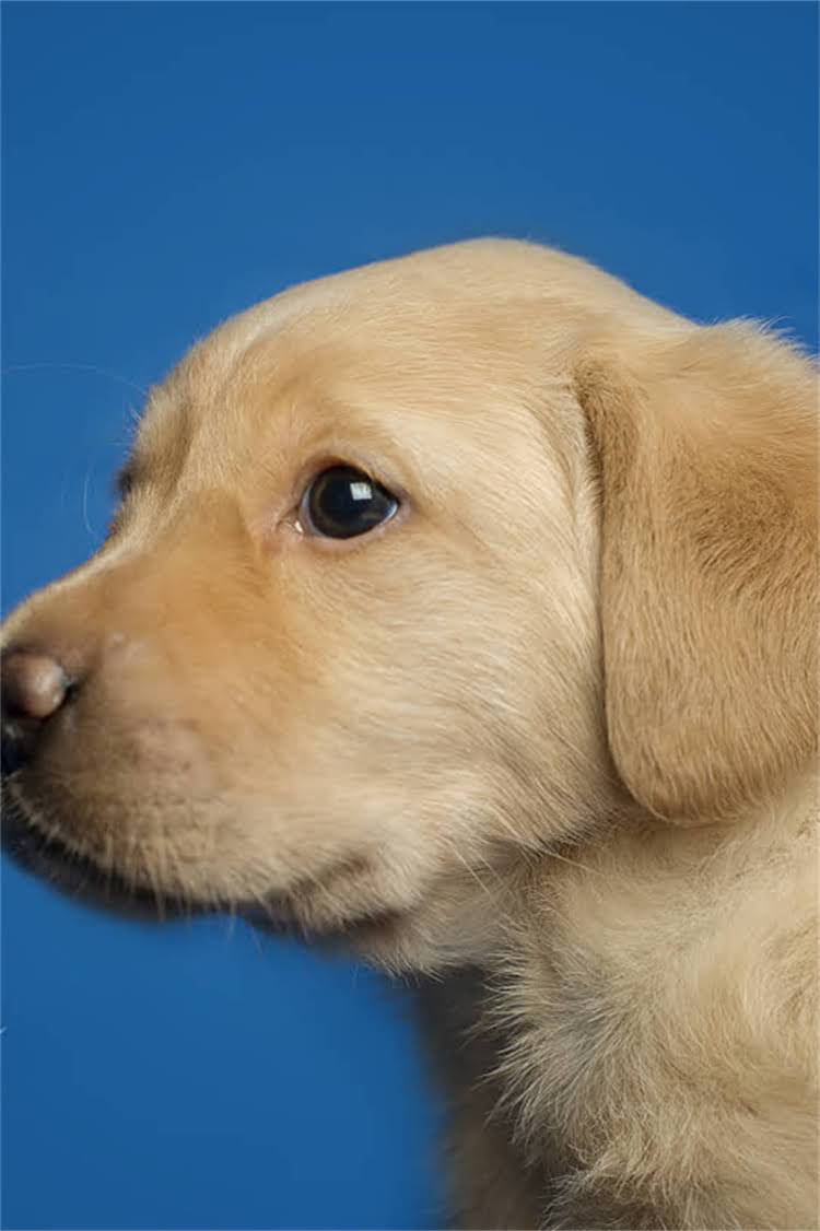 图片 泰国皇室猫粮配方！高端猫粮的5大核心成分+选购指南（附敏感肌猫咪适用清单）2.jpg