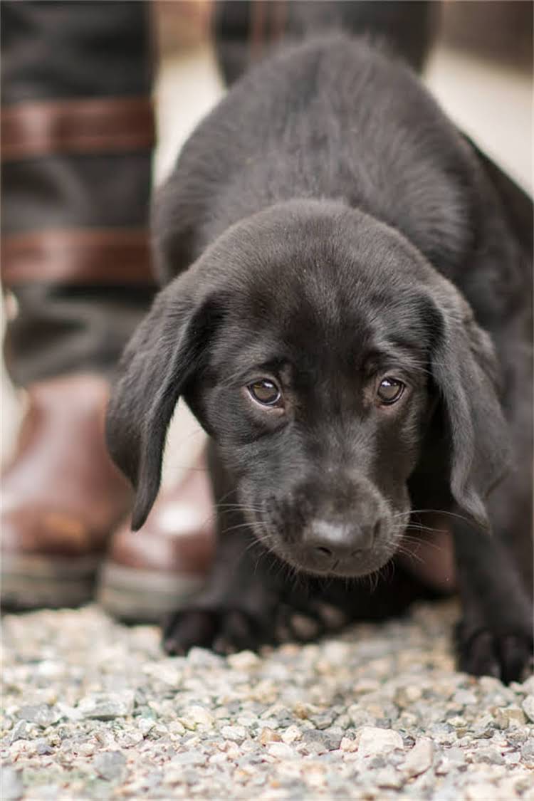 图片 泰迪2月龄幼犬狗粮喂养指南：一个月要吃多少？科学喂养配比与营养禁忌全.jpg