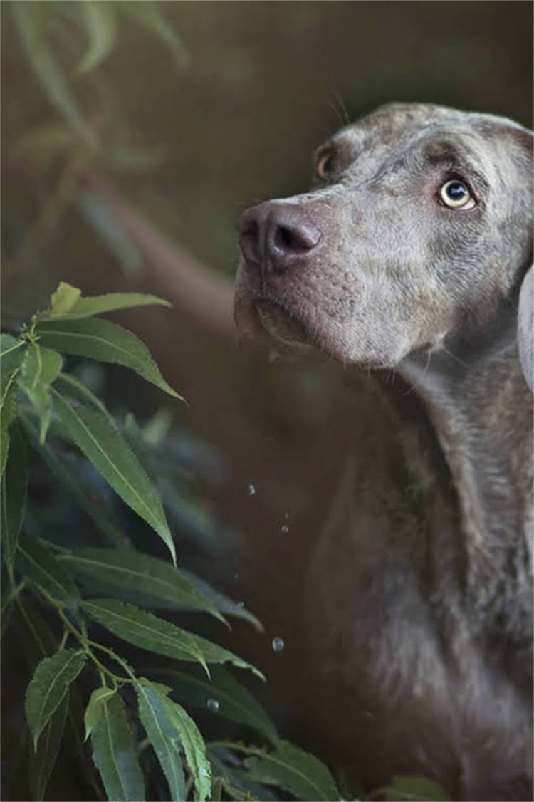 图片 泰迪vs比熊：哪种小型犬更适合家庭饲养？对比指南与饲养建议全.jpg