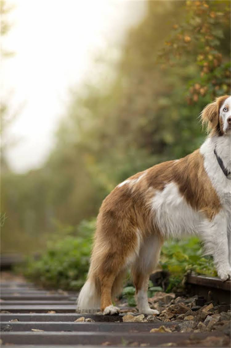 图片 泰迪孕期28天全攻略：怀孕后期科学护理与临产准备，新手犬主必看指南1.jpg