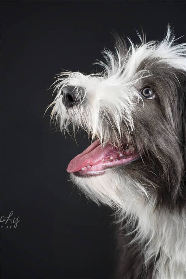 图片 泰迪幼犬0-3月龄全攻略：科学喂养+疾病预防+行为训练.jpg