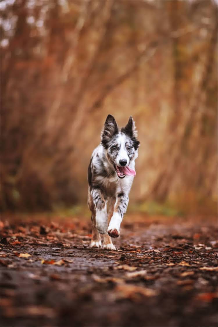 图片 泰迪幼犬20天成长全记录：科学幼犬发育关键期（附高清图片）.jpg