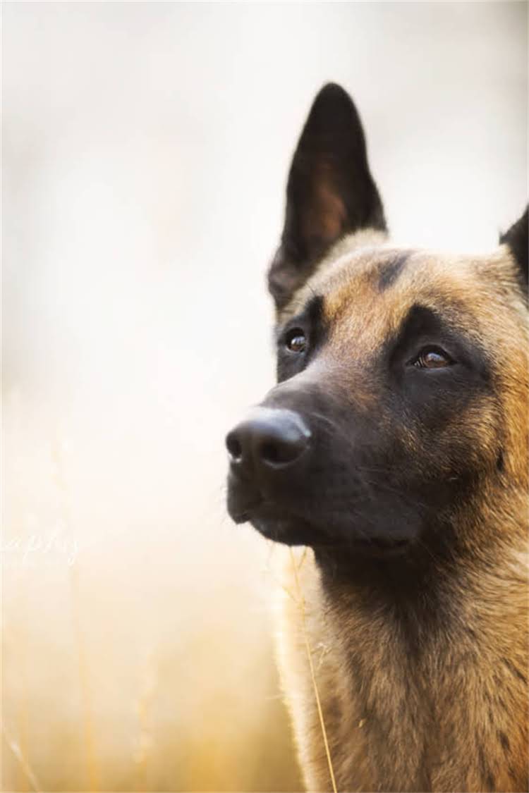 图片 泰迪幼犬20天成长全记录：科学幼犬发育关键期（附高清图片）1.jpg