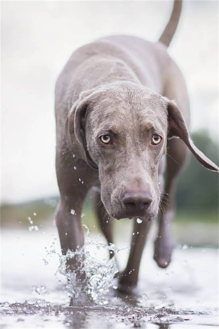 图片 泰迪幼犬20天成长全记录：科学幼犬发育关键期（附高清图片）2.jpg