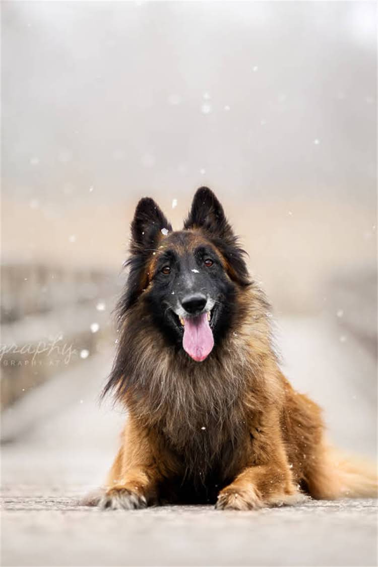 图片 泰迪幼犬出生瞬间全记录：萌态百出！新手父母必看养护指南1.jpg