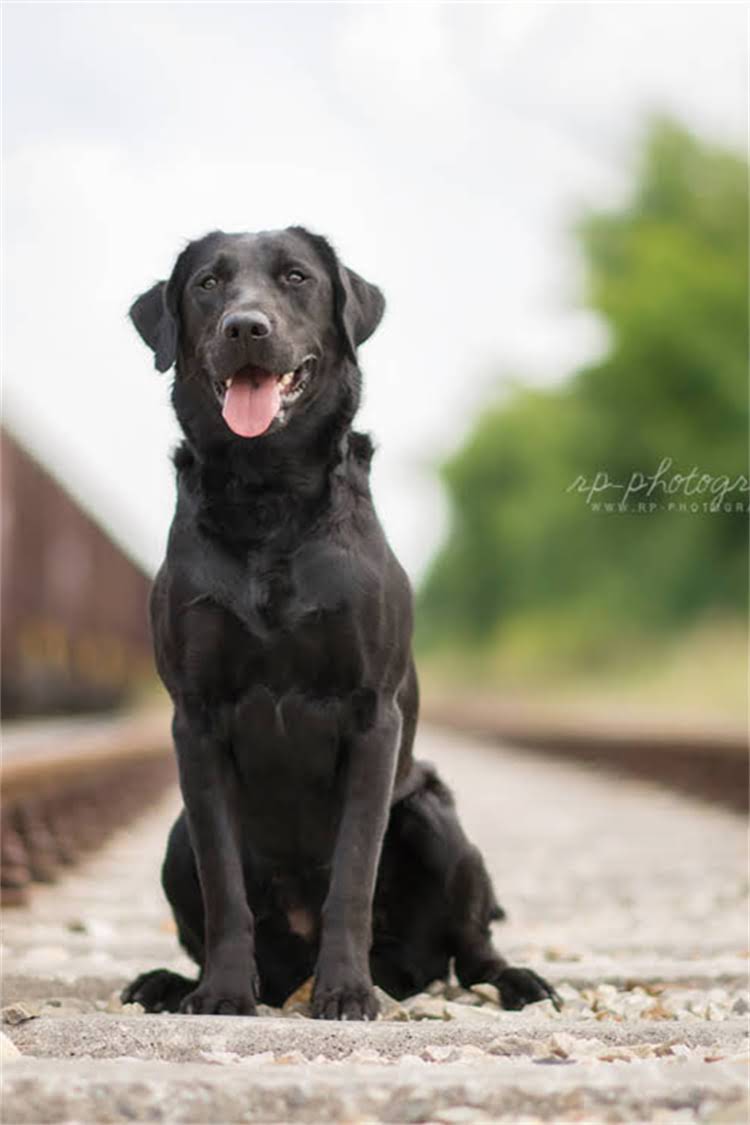 图片 泰迪幼犬喂养的重要性与基础认知2.jpg