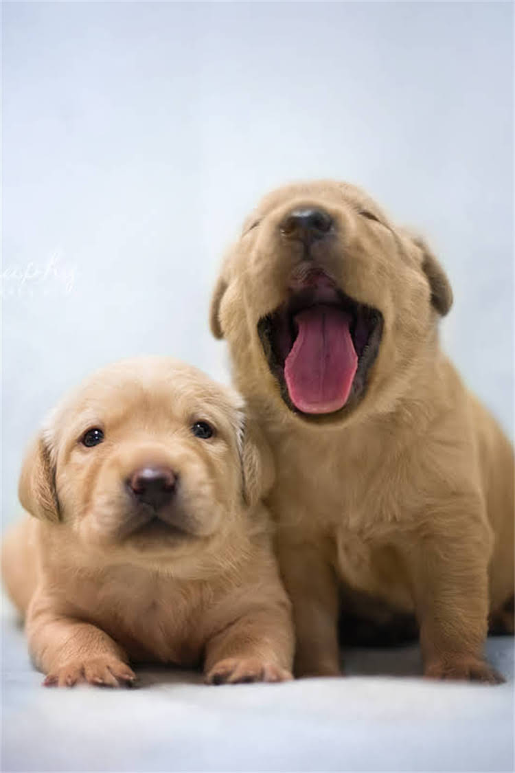 图片 泰迪幼犬疫苗全：需要打几联？科学接种流程与注意事项.jpg