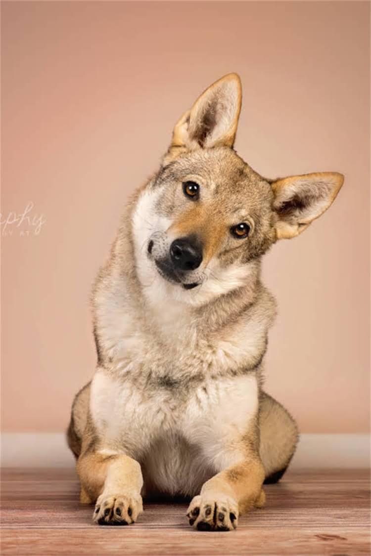 图片 泰迪幼犬疫苗全：需要打几联？科学接种流程与注意事项2.jpg